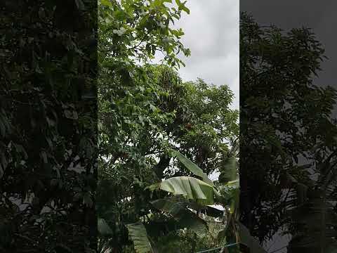 Bom dia, com uma chuvinha leve em Matozinhos Minas Gerais. 31/10/2025.