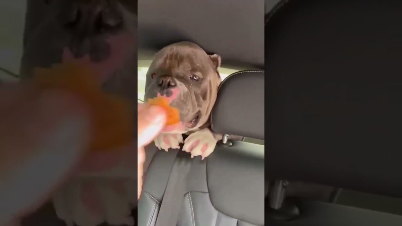 Sumo video