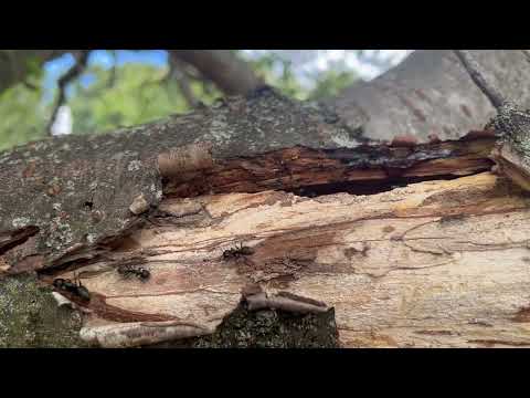 Flushing the Carpenter Ants Out of the Tree...