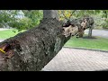 Flushing the Carpenter Ants Out of the Tree in Bridgewater, NJ