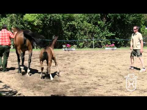 Holsteiner Fohlenchampionat 2014 - Dithmarschen - erster Stutenring