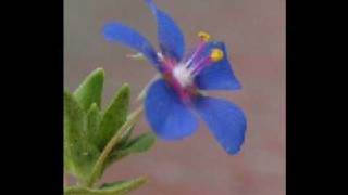 YOUNGER THAN SPRINGTIME,Ron Ashman