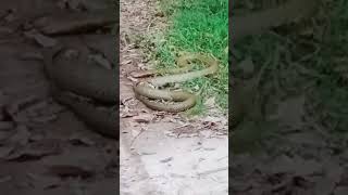 Download lagu MENGERIKAN KING COBRA DI KEBUN KARET😪🐍 mp3