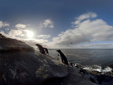 Walk with penguins: Virtual reality video shows how it is to live among the birds