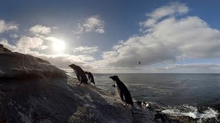 Walk with penguins: Virtual reality video shows how it is to live among the birds