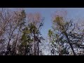 Spring Dawn Chorus in a Nordic Forest — 48 Minutes of Layered Birdsong (No Music)
