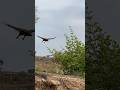 Hawk eagle fly down hunt bird for food 🦅#comment #hunting #like #birds #subscribe #youtubeshorts