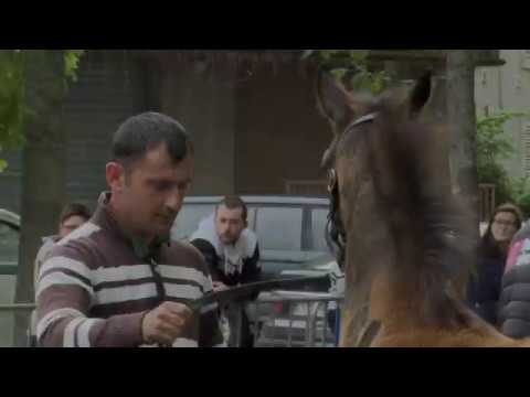 Sprinter Sacré Show 2019 : Lot 102 - JOYEUX MANS