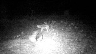 When the Lions lay down with the lambs, the end is near.