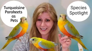 Turquoisine Parakeets as Pets | Living with Turquoisine Parakeets | Species Spotlight