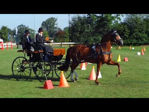 Fahrturnier Ostenfelde 14.8.2021