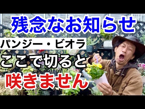 ハイブリッドミルトニオプシス