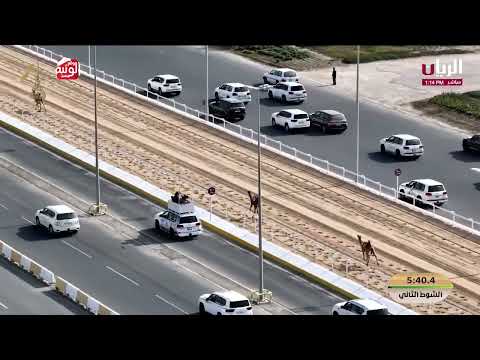 ش 2 (هلول) لـ  هجن الغرافة 5:54:09 , مهرجان المؤسس 2025/12/13 حقايق الشحانية