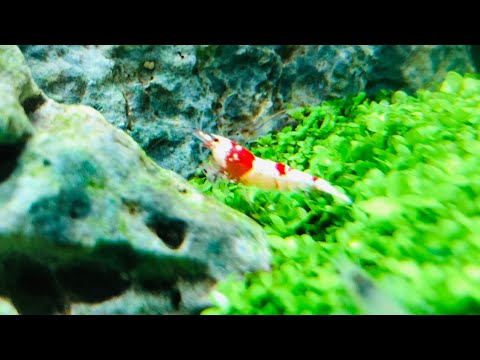 Feeding cucumbers to Crystal Red shrimp and Neocaridina shrimp