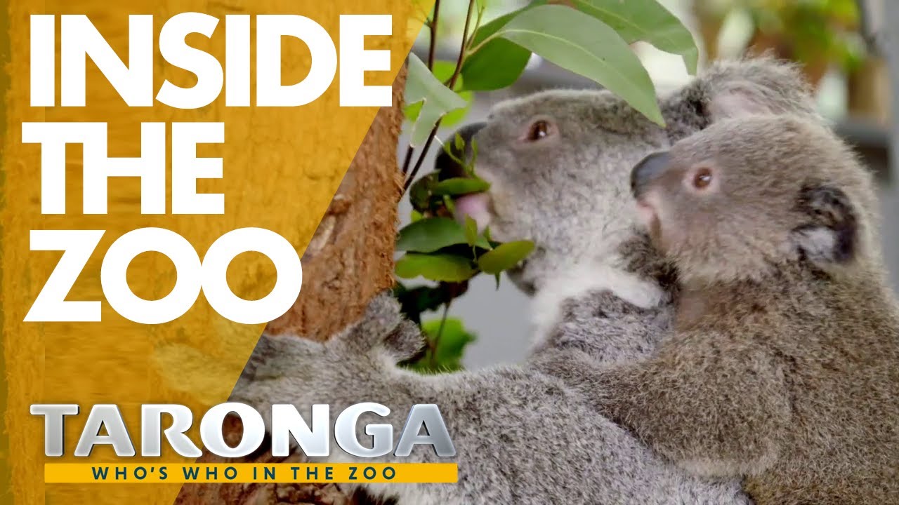 Welcome to Taronga Zoo | Taronga: Who's Who in the Zoo 2020