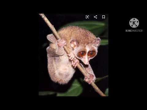 DEVANG ANIMAL IN OUR AREA