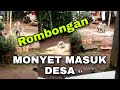 Geger Kera Ekor Panjang Masuk Ke Pemukiman Warga Desa Warungpring