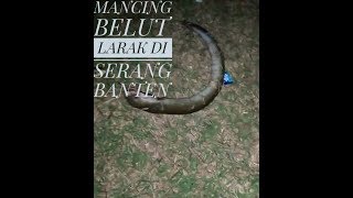preview picture of video 'Mancing sidat besar di Serang(informasi)'