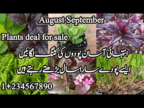  Grow permanent plants in August, September How To Grow Permanent Plants From Cutting #TheFlowerBox