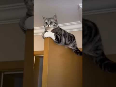 Cat conquers door: Fun at the top!