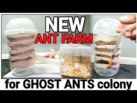 CUP ANT FARM Version2.0 (double water tower) | D colony