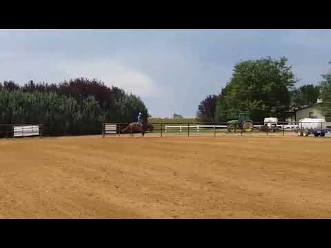 Schwagger 2 year old by REF Black Mamba out of Forever Going Steady