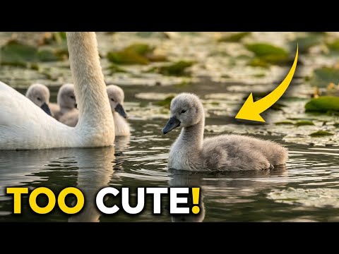 Featured YouTube video thumbnail