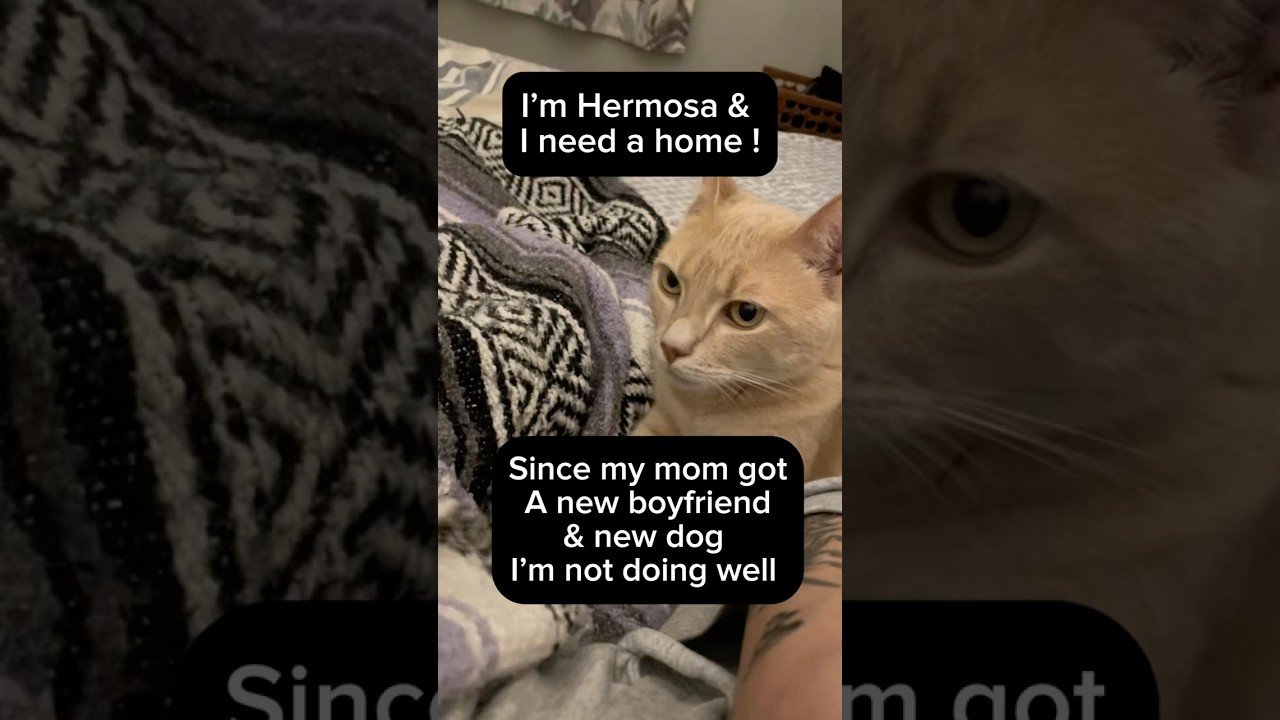 Enlarge Hermosa (watch video) ginger girk, a Adoptable Domestic Short Hair in Daytona Beach, FL video 5/5
