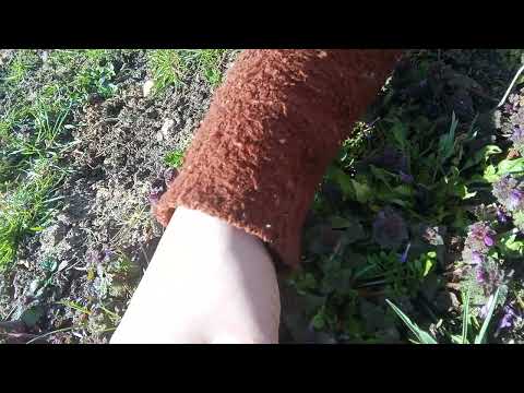 HEILWIRKUNG PURPURROTE TAUBNESSEL