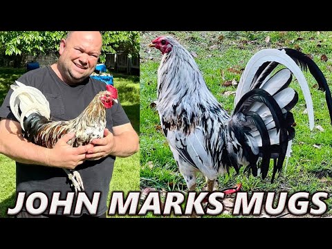 TEXAS !! John Anthony Marks Mug Splash Asil - Beautiful Birds