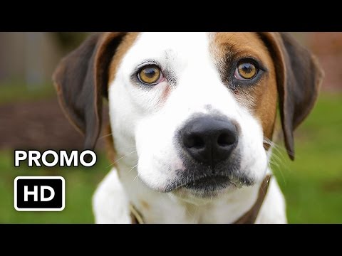 Downward Dog Season 1 (Promo 'Critics')