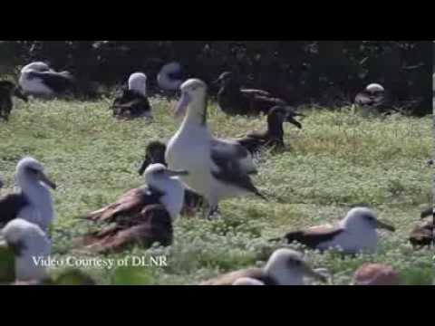 Albatros svetlochrbty (Phoebastria albatrus) — Kure Atoll, Havajské ostrovy