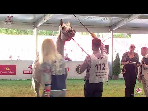 N112 EMANDORISSA - 2020 PRIDE OF POLAND - 42nd Arabian Horse National Show - 7-10 Years Old Mare...