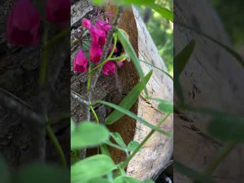 Abejorro chileno polinizando ❤️❤️ #campo #maule #empedrado #naturaleza #insectos #natureza #chile