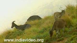 Nilgiri Tahrs at Eravikulam National Park 