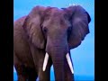 Elephant Trumpet 7
