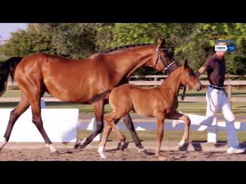 31 Devaughn W - KWPN-EDS COLLECTION 2018