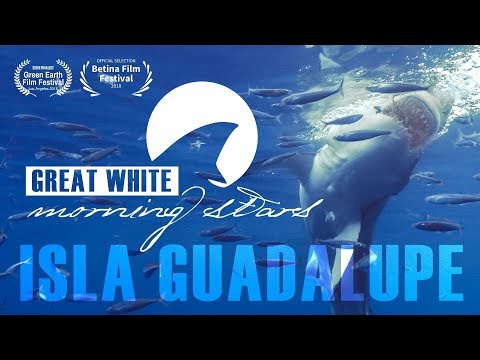 Great White Sharks of Guadalupe Island Nautilus Liveaboard