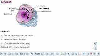 Eğitim Vadisi TYT Biyoloji 5.Föy Canlılığın Temel Birimi Hücre II (3) Hücre İskeleti ve Çekirdek Konu Anlatım Videoları
