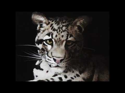 Fur, Feathers, Stripes, and Spots, Mini Video