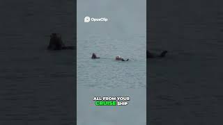 Alaska Cruise: Why You NEED Binoculars for Epic Views