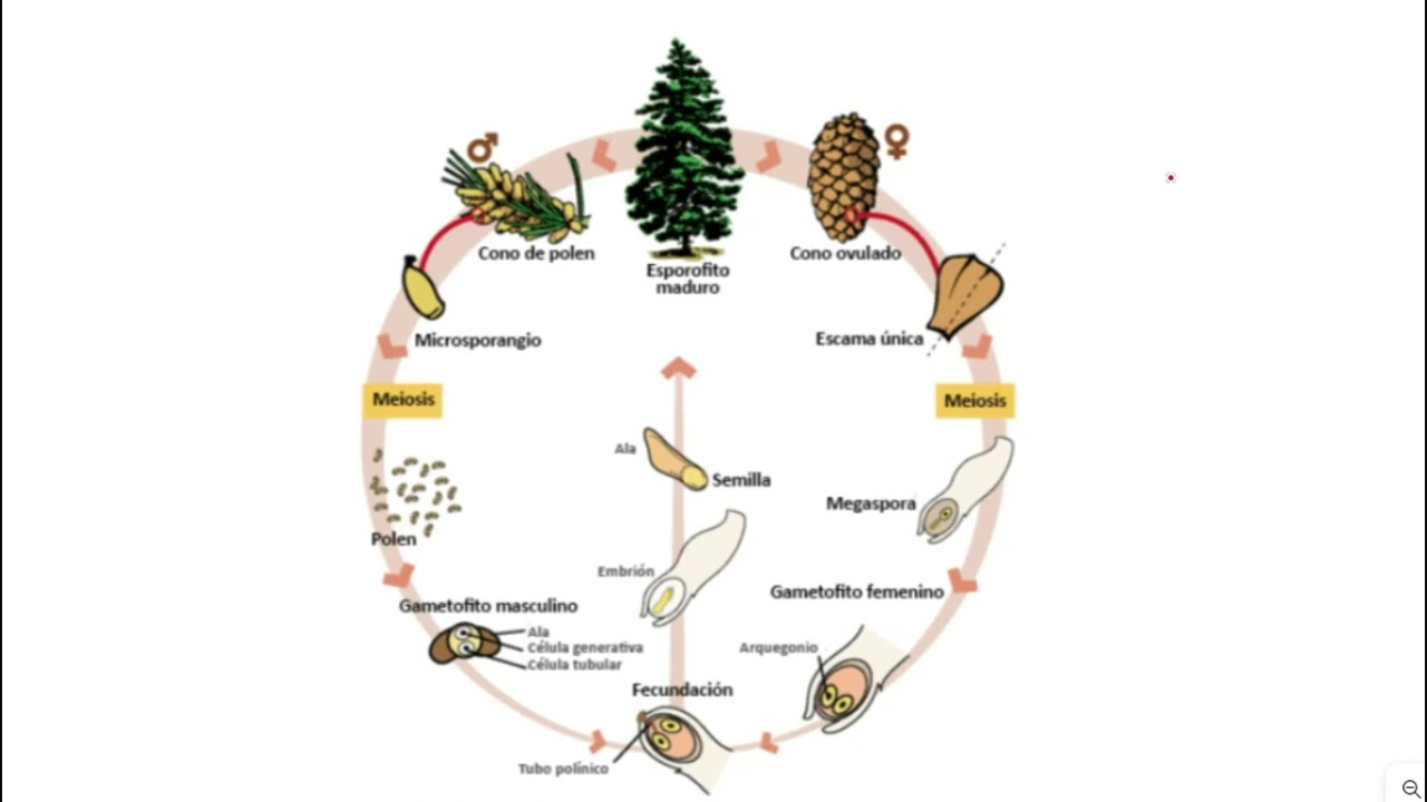 Ciclo de Vida de Gimnospermas