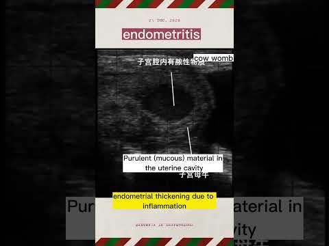 , title : 'Uterine inflammation in cattle was examined using veterinary ultrasonography.'