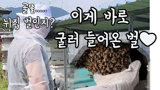 꿀벌 대소동 / 이것이 바로 굴러들어온 복? 벌!! / 분봉줍기  새식구가 들어왔어요