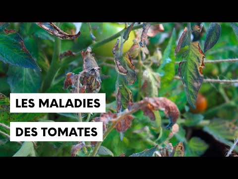 , title : 'Les maladies des tomates'