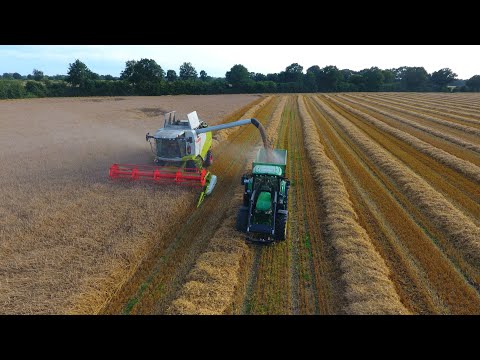 Roggen dreschen mit Claas Tucano / John Deere / Hof Butenschön /  Lohnunternehmen Carsten Bichel