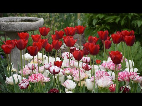April Garden Tour🌷🌷🌷 Tulips, Daffodils, Baby Birds and More! // Northlawn Flower Farm