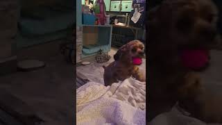 Video preview image #1 Cocker Spaniel Puppy For Sale in Westwood, NJ, USA