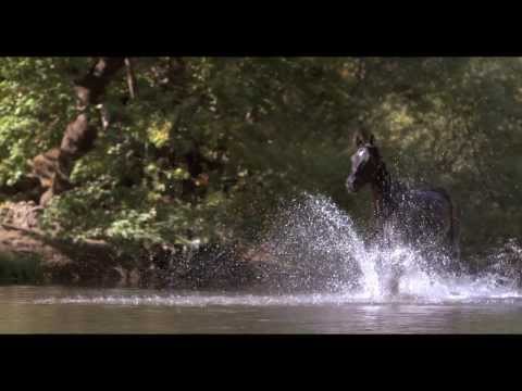 Ketin Horse Club Productions