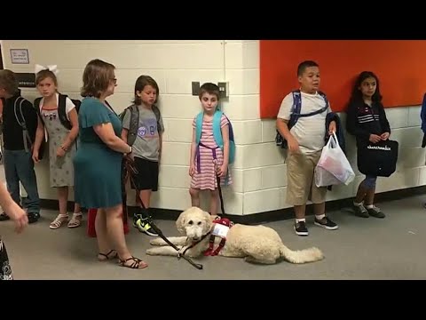 1st YouTube video about are service dogs allowed in schools